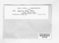 Mycosphaerella rubi image